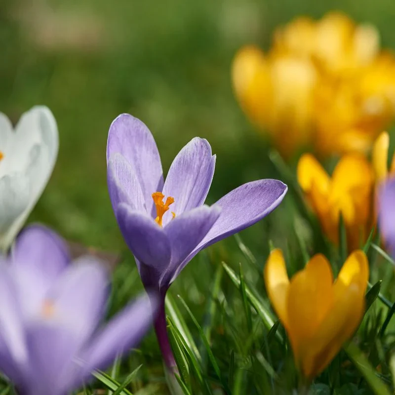 Crocus Species Flower Mix Seeds For Planting, A Colorful Blend of Crocus Flowers for a Beautiful Spring Garden