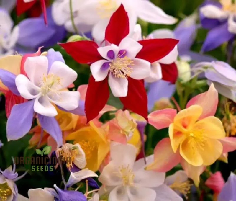 McKana's Giant Columbine Seeds for Planting - Premium Quality Flower Seeds for Lush Gardens