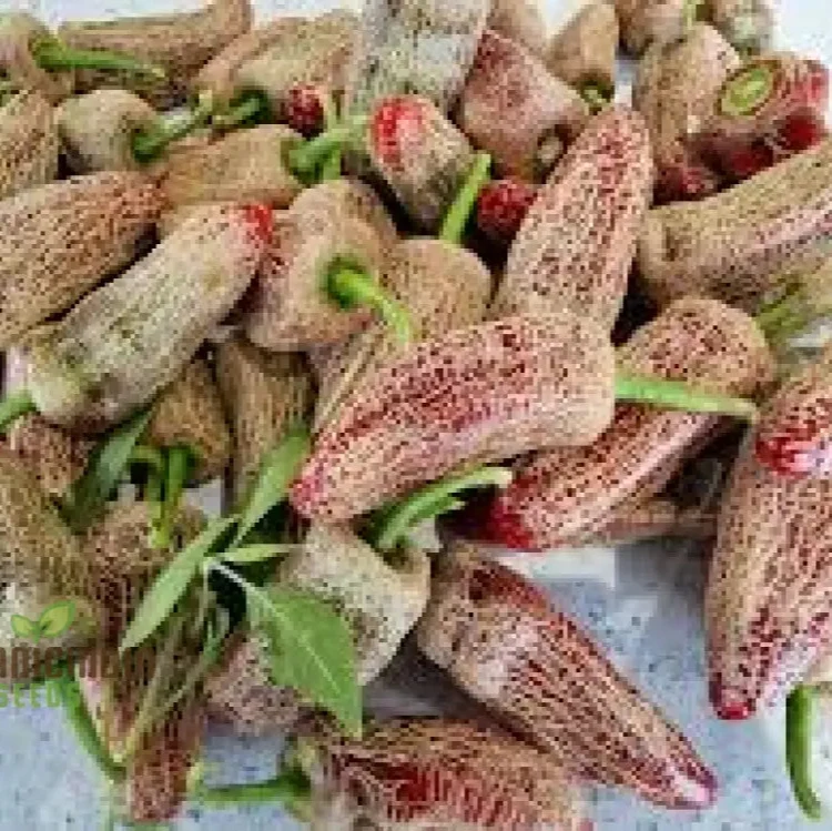 CHILLI PEPPER Seeds - Farmers Market Jalapeno Seeds for Thriving Gardening: Premium Quality, Abundant Harvest, Perfect for Home and Outdoor Planting