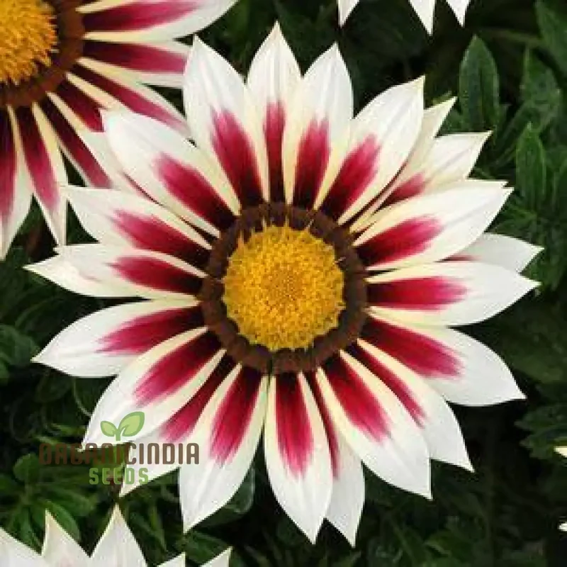 Gazania New Day Rose Stripe F1 Flower Seeds For Planting, Bright and Beautiful Rose-Striped Gazania Flowers for a Stunning Garden