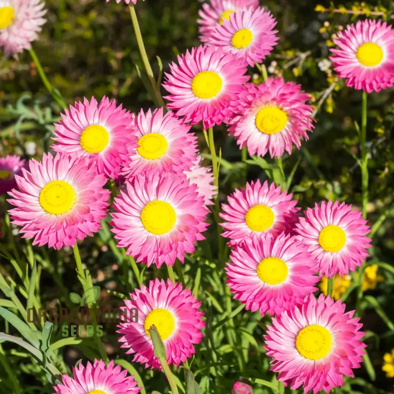 Acroclinium Mix Open Pollination Seeds - Ideal for Planting, Extensive Seed Variety for Your Garden