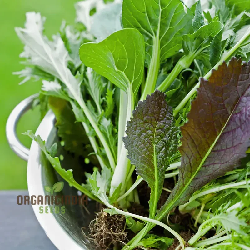 Mixed Oriental Leaves Vegetable Seeds for Planting, Premium Quality Seeds for Successful Gardening