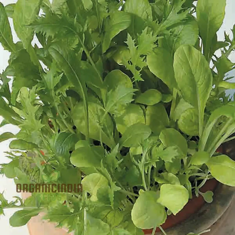 Mixed Oriental Leaves Vegetable Seeds for Planting, Premium Quality Seeds for Successful Gardening