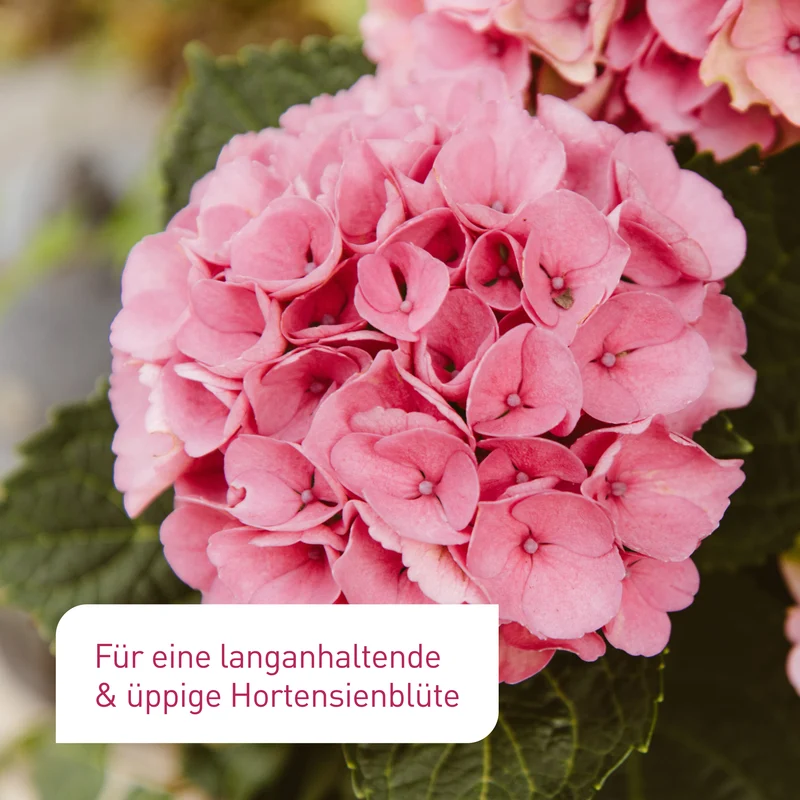 Bio-Hortensiendünger 1,5 kg