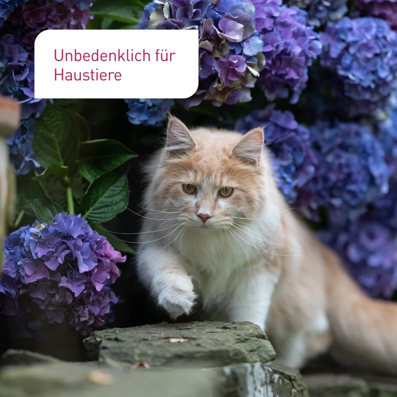 Bio-Hortensiendünger 1,5 kg