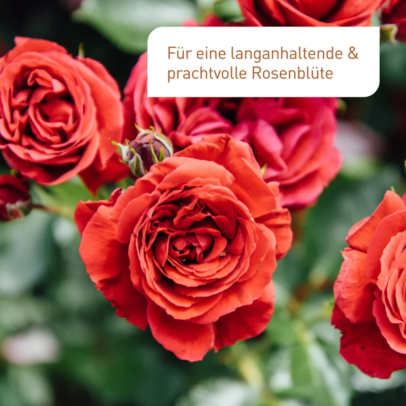 Bio-Rosendünger 1,5 kg