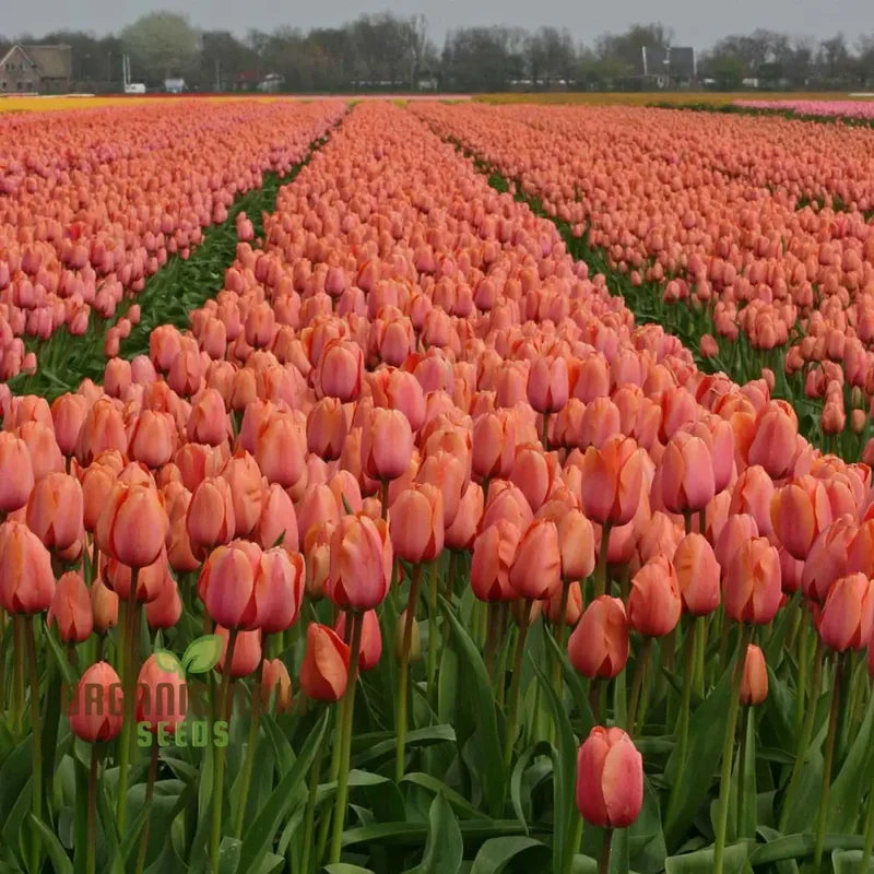 Tulip Apricot Impression Flower Seeds For Planting, Stunning Apricot-Colored Tulips for a Gorgeous Spring Garden Display