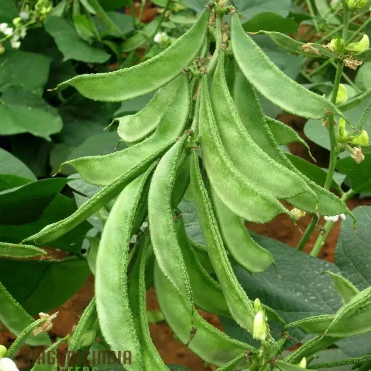 Dolichos Light Green Seeds - Fast Planting Tips for Gardening Enthusiasts