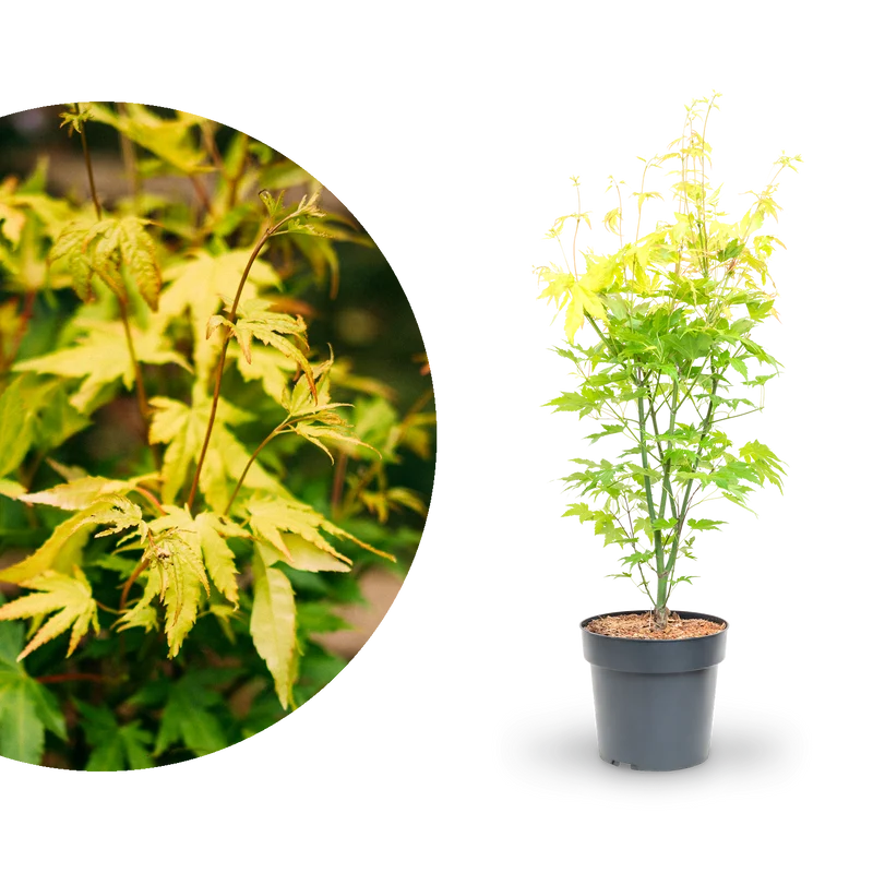 Japanischer Fächer-Ahorn 'Orange Dream'