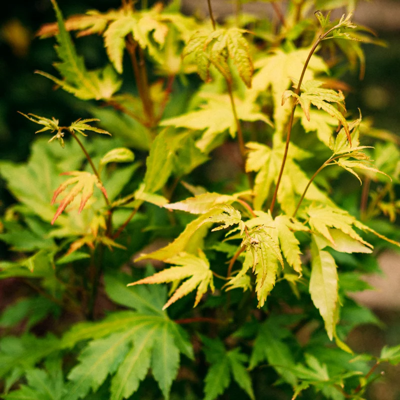 Japanischer Fächer-Ahorn 'Orange Dream'