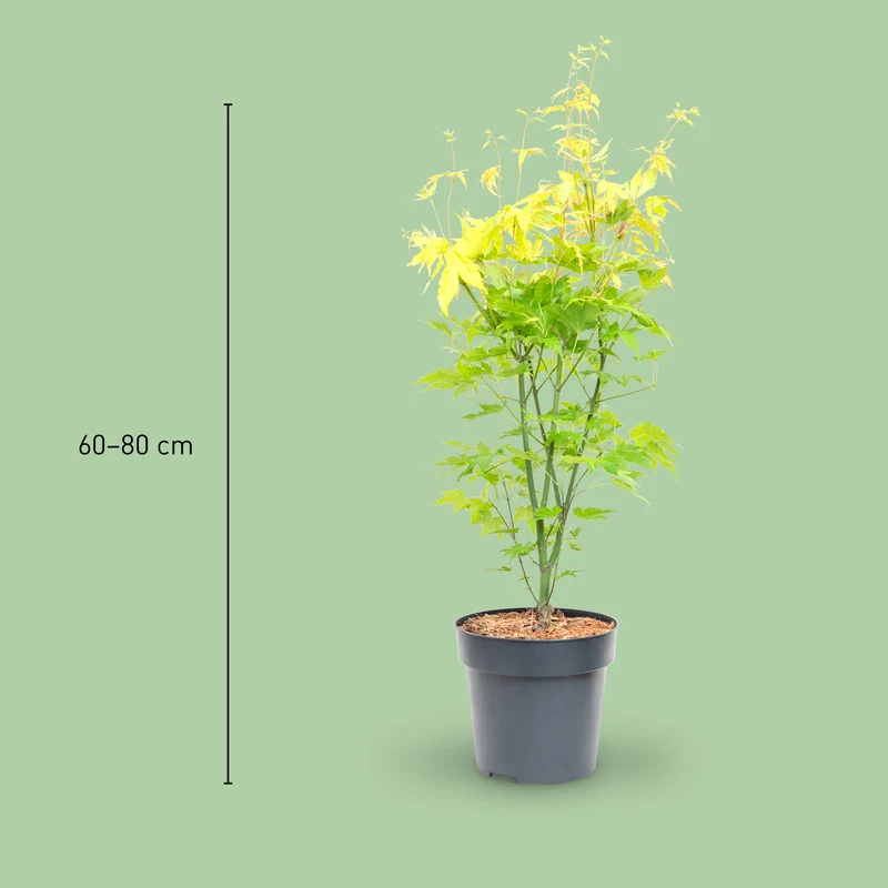Japanischer Fächer-Ahorn 'Orange Dream'