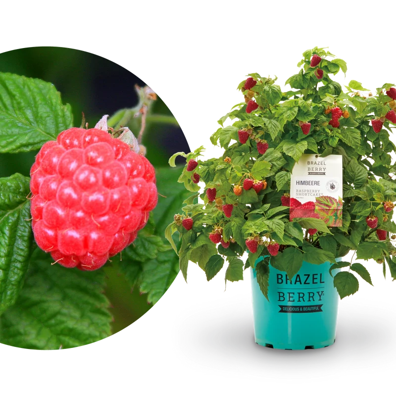 Himbeere Brazelberry® 'Raspberry Shortcake'®