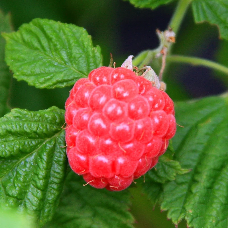 Himbeere Brazelberry® 'Raspberry Shortcake'®