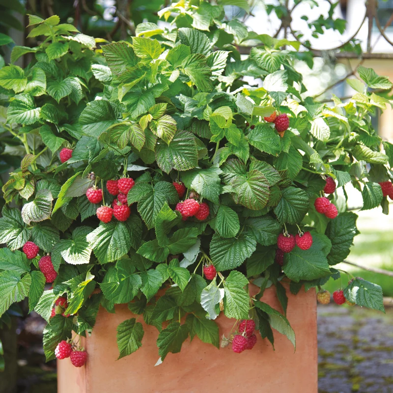 Himbeere Brazelberry® 'Raspberry Shortcake'®