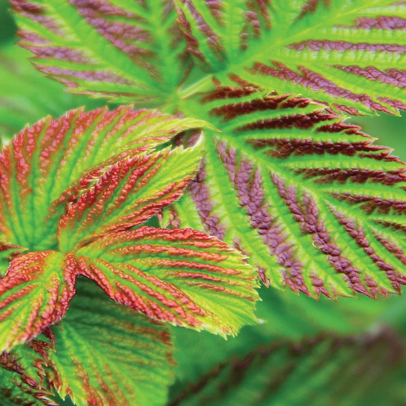 Himbeere Brazelberry® 'Raspberry Shortcake'®