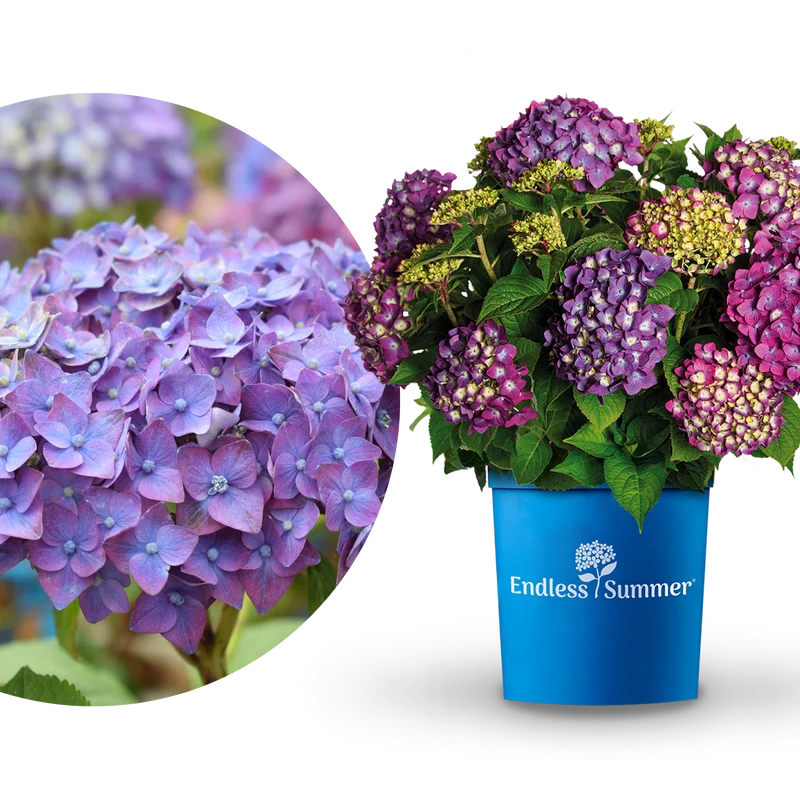 Hortensie Endless Summer® 'Summer Love' Lila