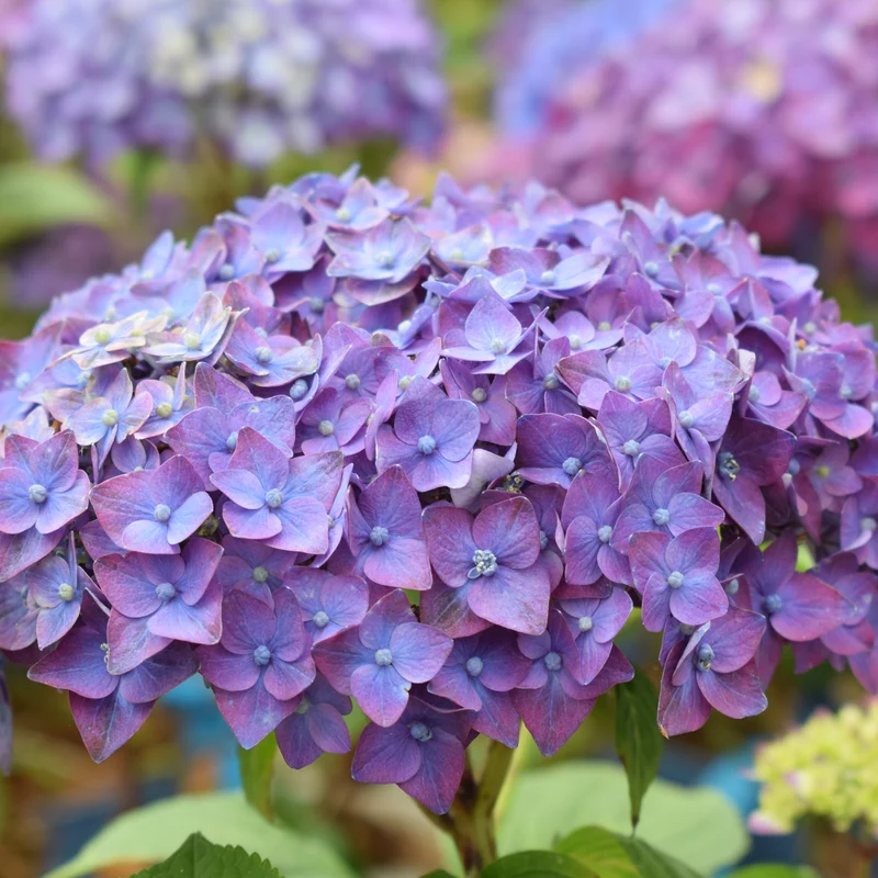 Hortensie Endless Summer® 'Summer Love' Lila