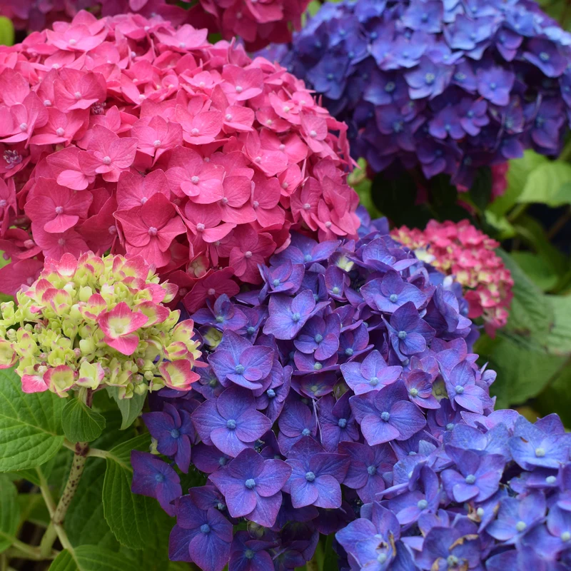 Hortensie Endless Summer® 'Summer Love' Lila