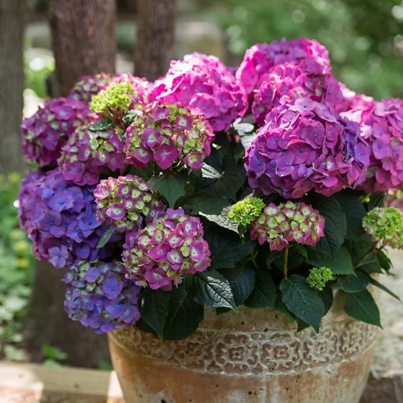 Hortensie Endless Summer® 'Summer Love' Lila