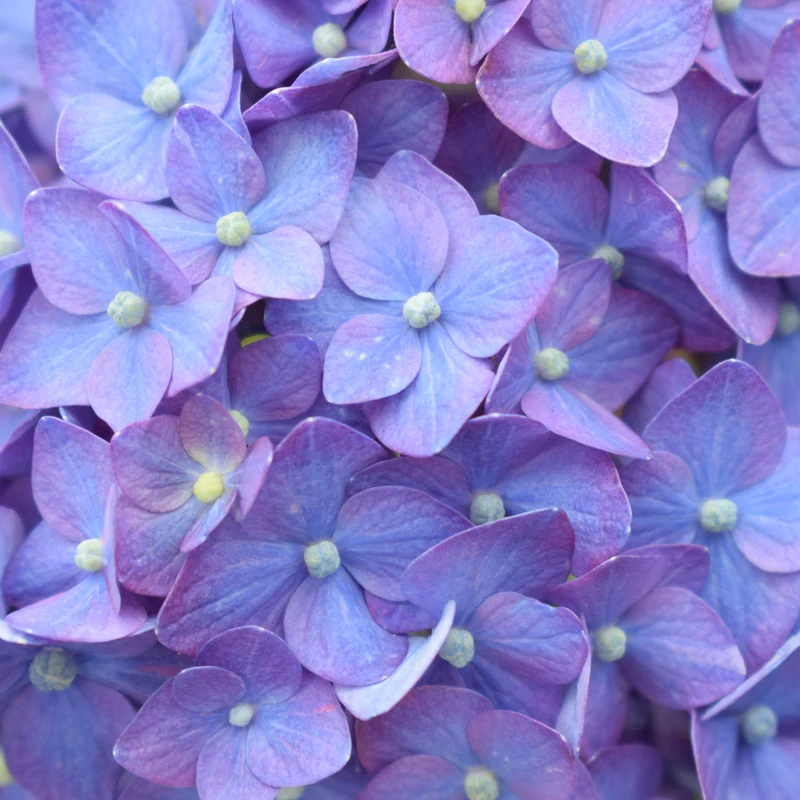 Hortensie Endless Summer® 'Summer Love' Lila
