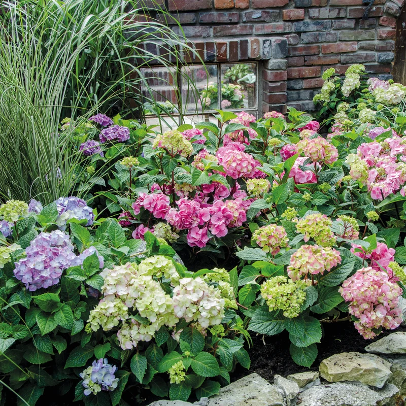 Hortensie Endless Summer® 'Summer Love' Lila