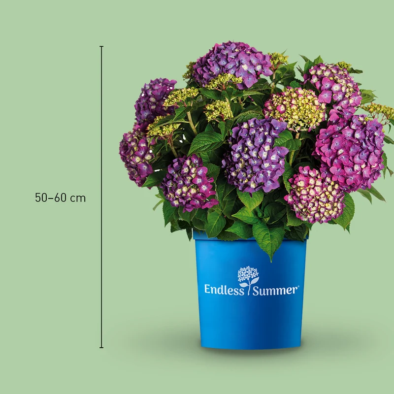 Hortensie Endless Summer® 'Summer Love' Lila
