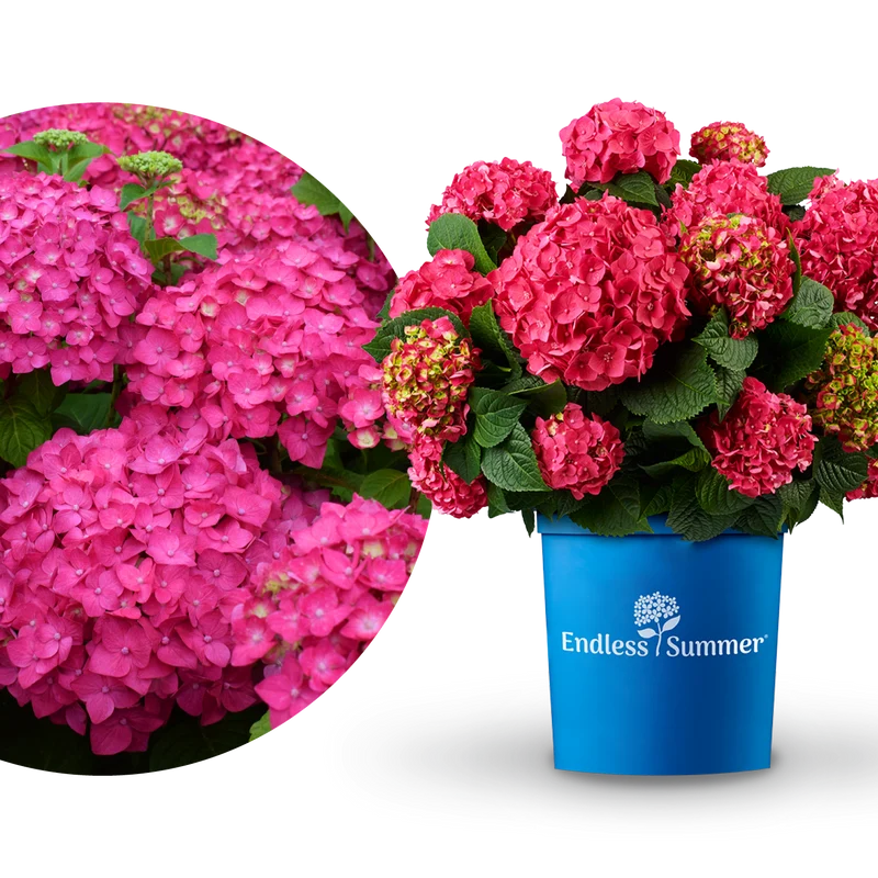 Hortensie Endless Summer® 'Summer Love' Rot