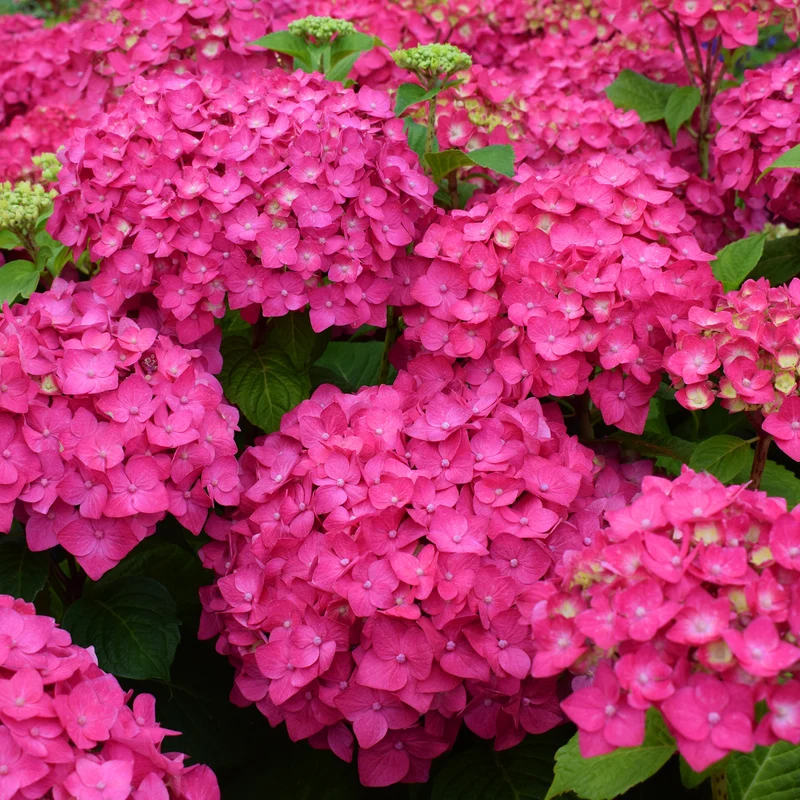 Hortensie Endless Summer® 'Summer Love' Rot