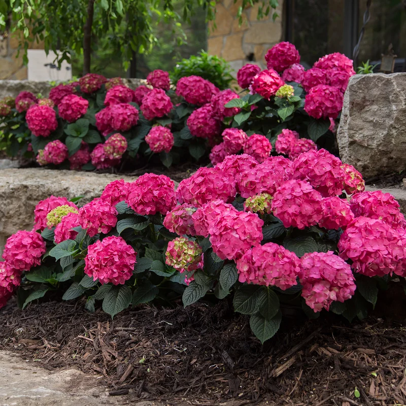 Hortensie Endless Summer® 'Summer Love' Rot