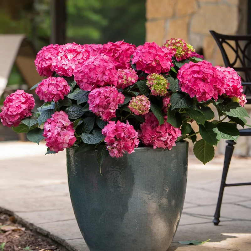 Hortensie Endless Summer® 'Summer Love' Rot