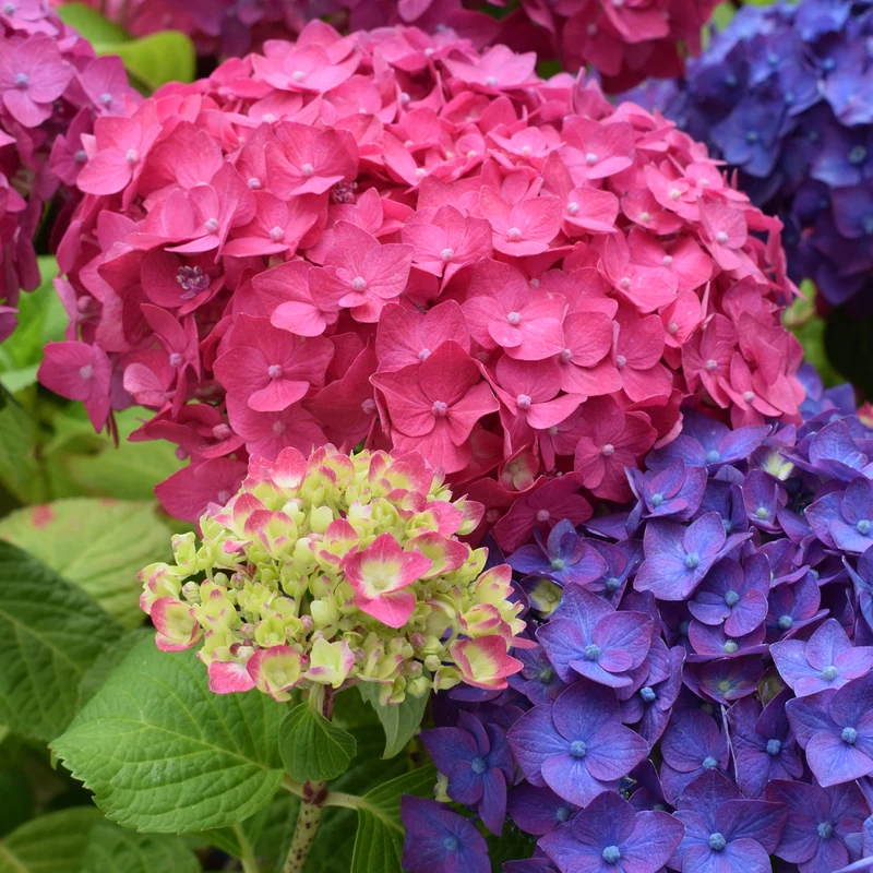Hortensie Endless Summer® 'Summer Love' Rot