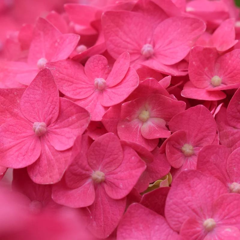 Hortensie Endless Summer® 'Summer Love' Rot