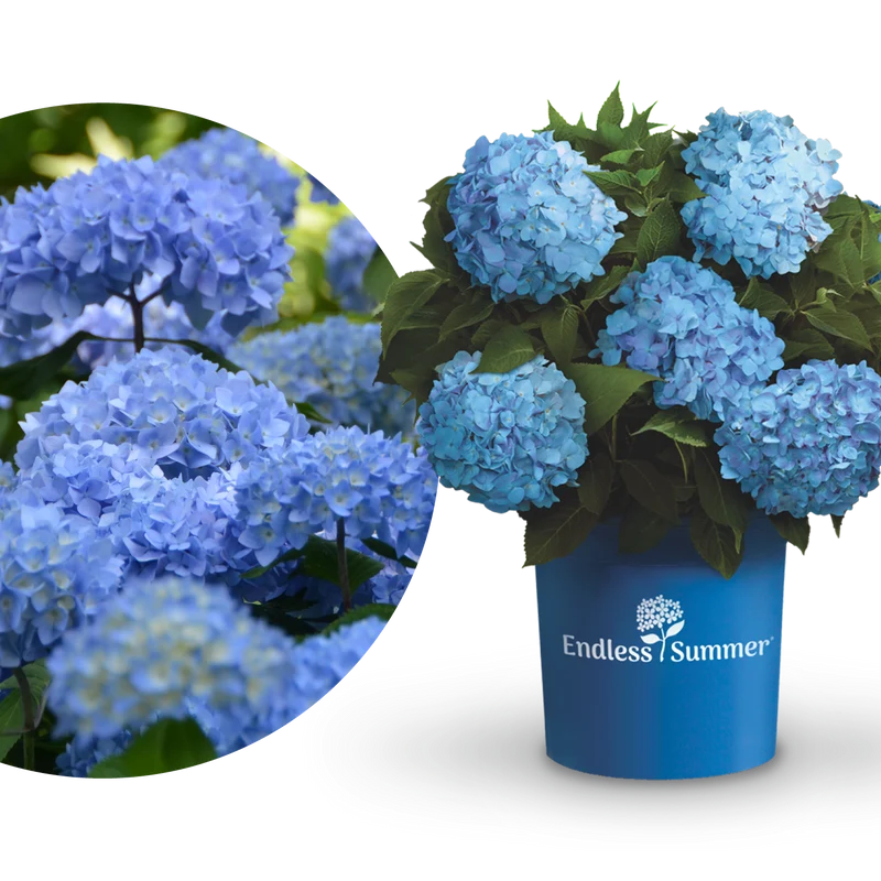 Hortensie Endless Summer® 'The Original' Blau