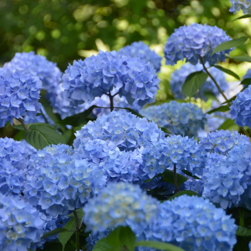 Hortensie Endless Summer® 'The Original' Blau