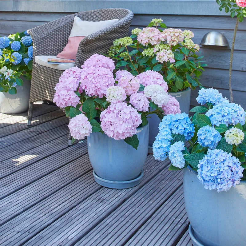 Hortensie Endless Summer® 'The Original' Blau