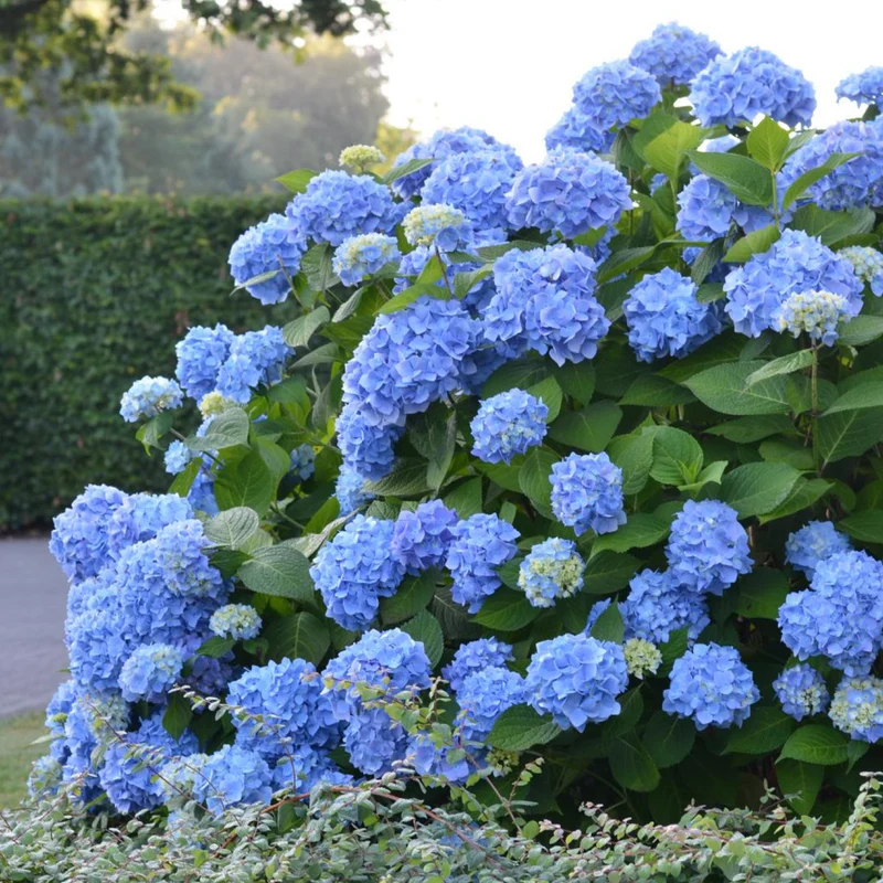 Hortensie Endless Summer® 'The Original' Blau