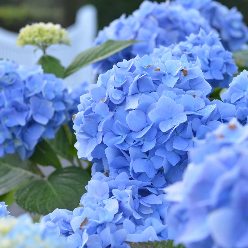 Hortensie Endless Summer® 'The Original' Blau