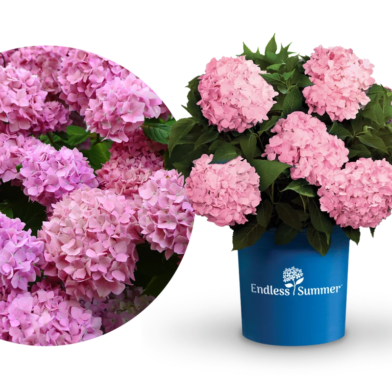 Hortensie Endless Summer® 'The Original' Rosa