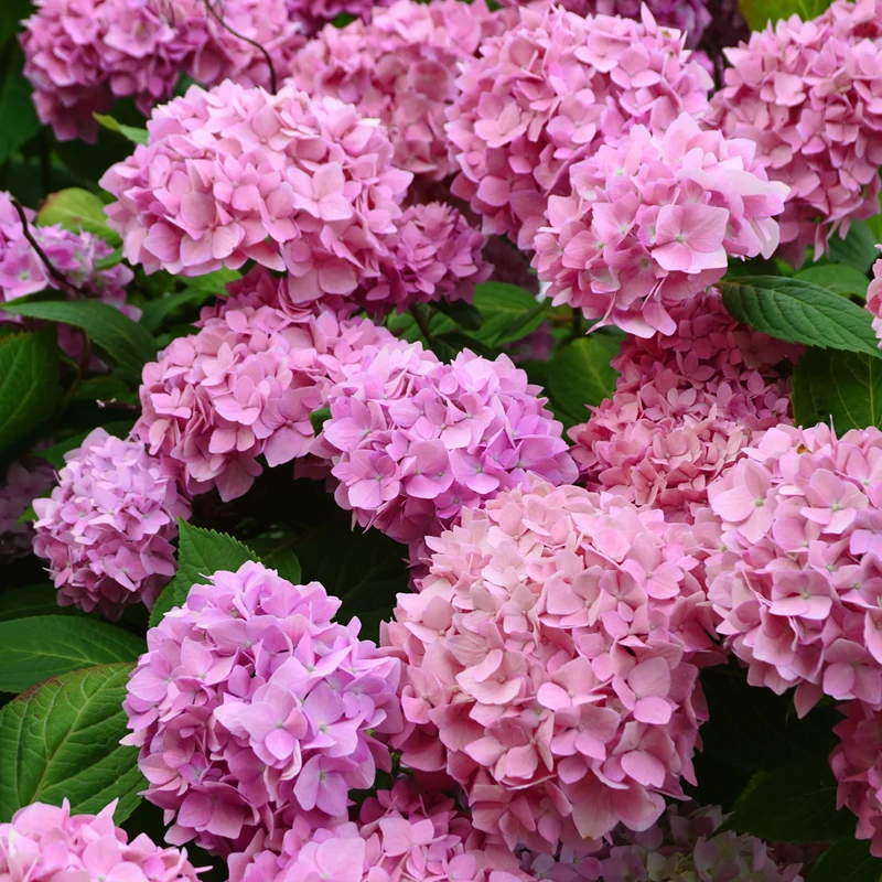 Hortensie Endless Summer® 'The Original' Rosa