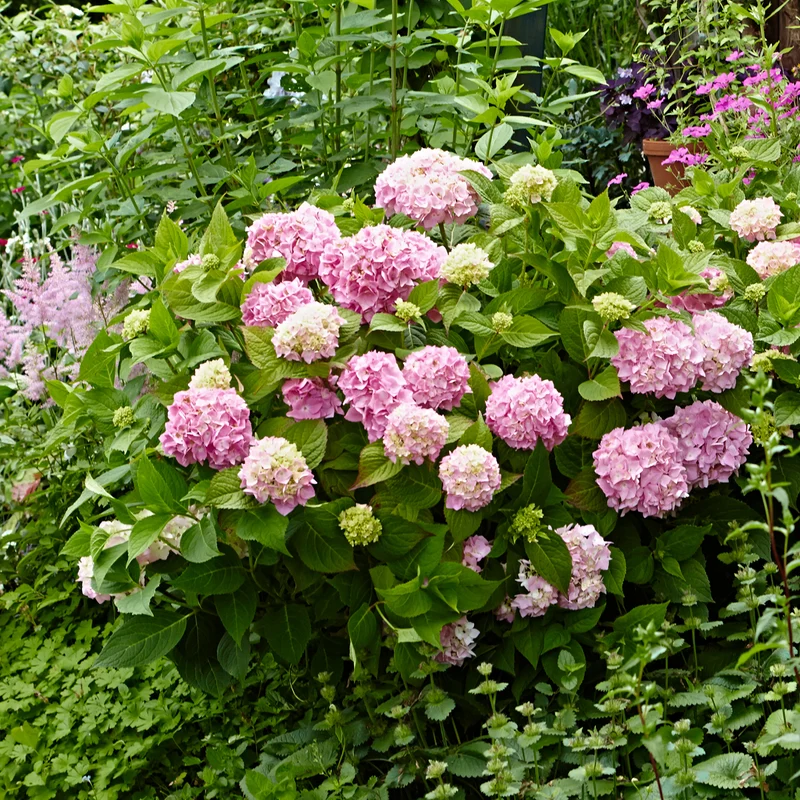 Hortensie Endless Summer® 'The Original' Rosa