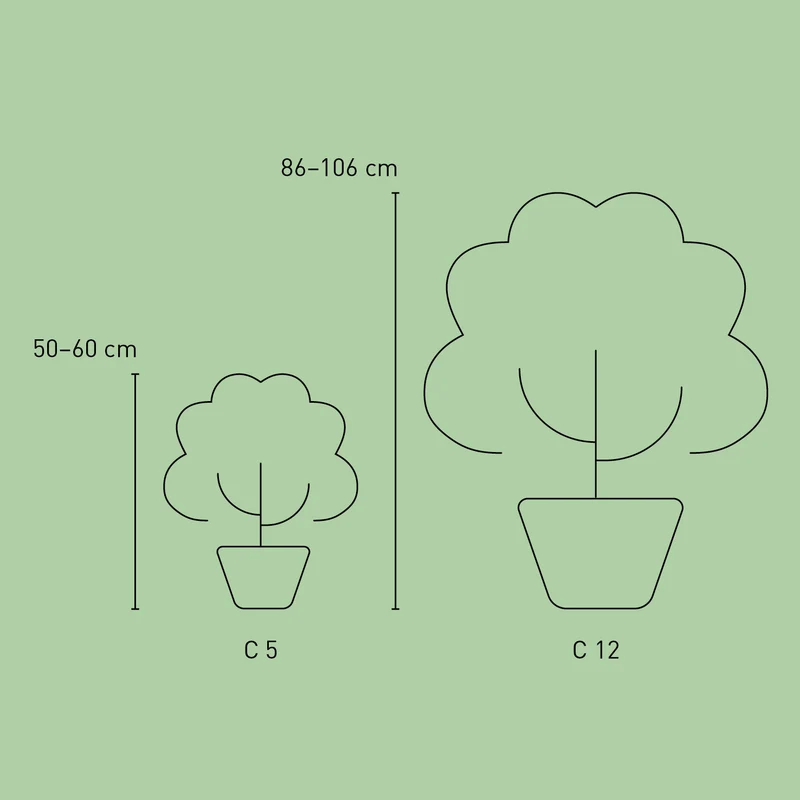 Hortensie Endless Summer® 'The Original' Rosa
