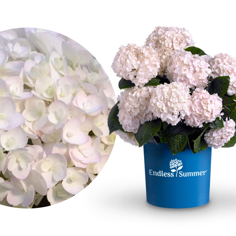 Hortensie Endless Summer® 'The Bride' Weiß