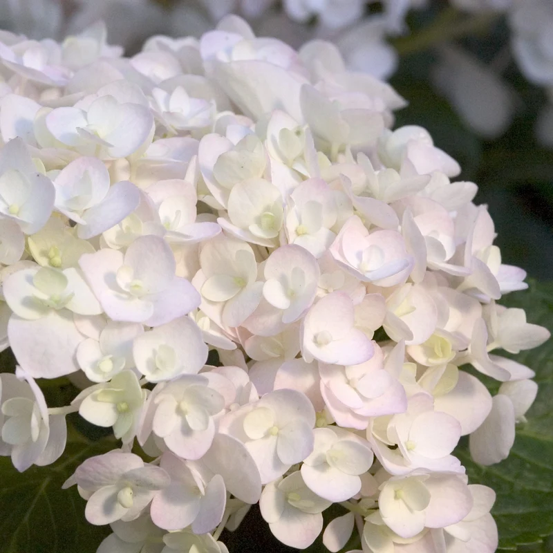 Hortensie Endless Summer® 'The Bride' Weiß