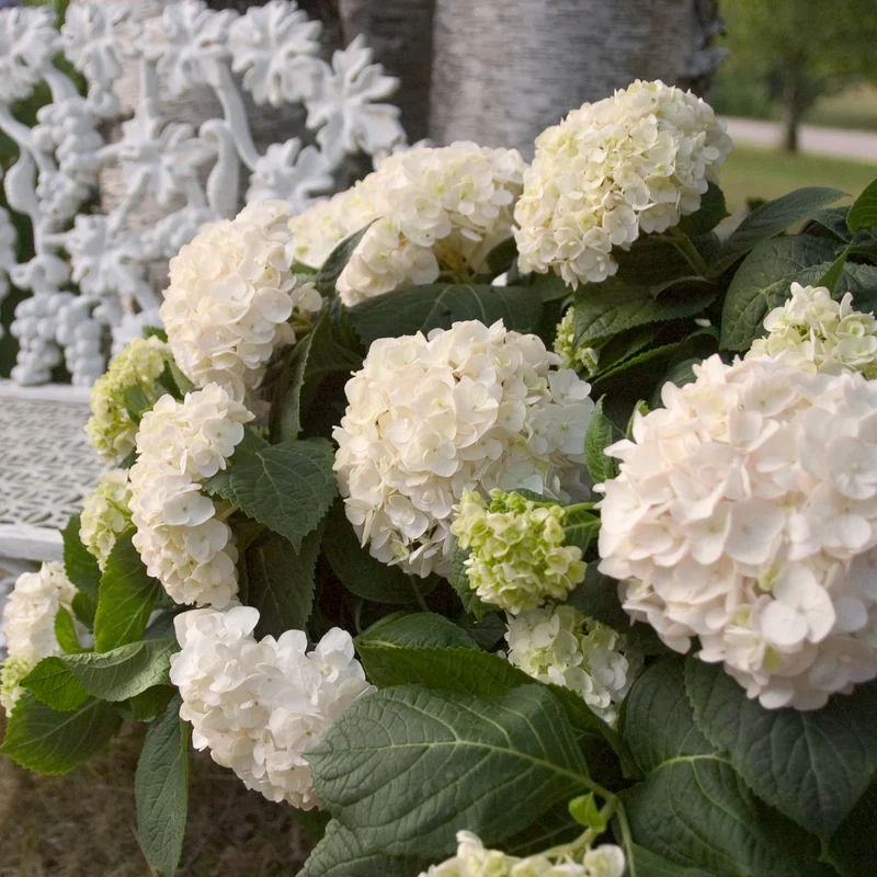 Hortensie Endless Summer® 'The Bride' Weiß