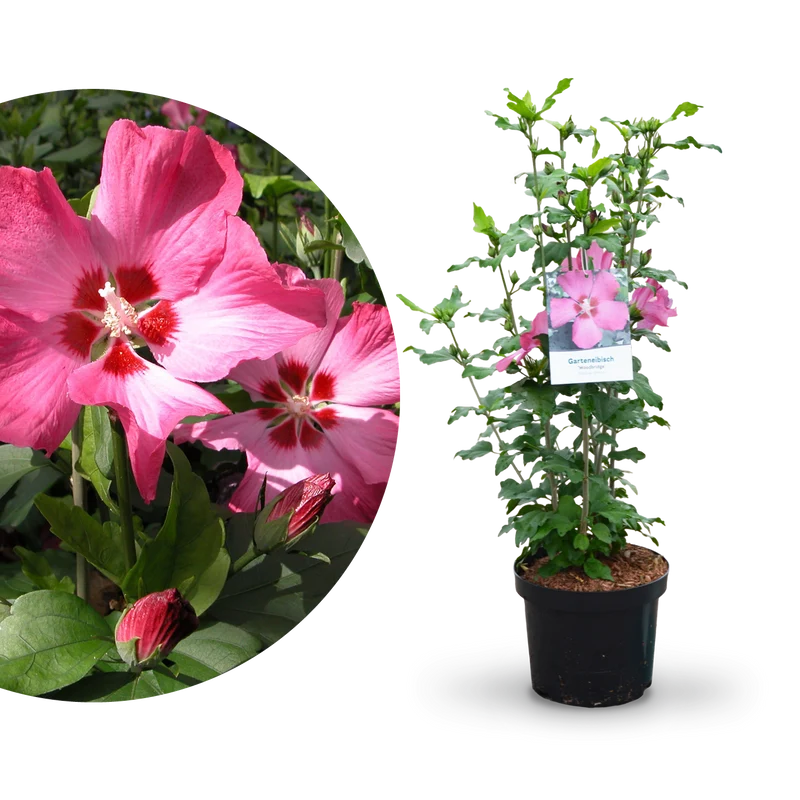 Hibiskus 'Woodbridge' Pink