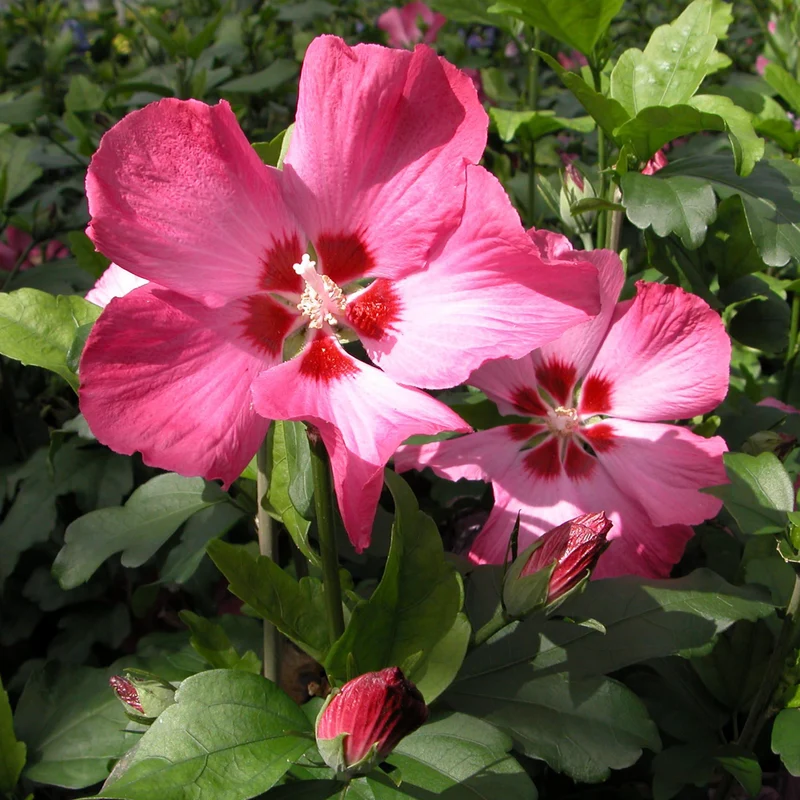 Hibiskus 'Woodbridge' Pink