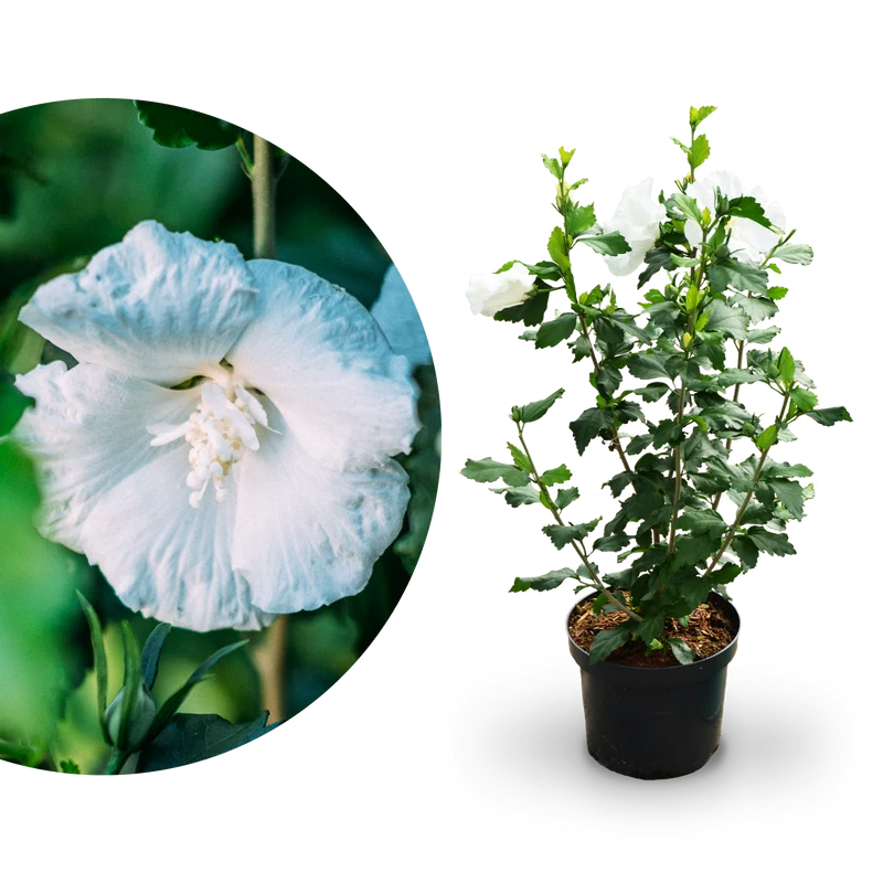 Hibiskus 'Diana' Weiß