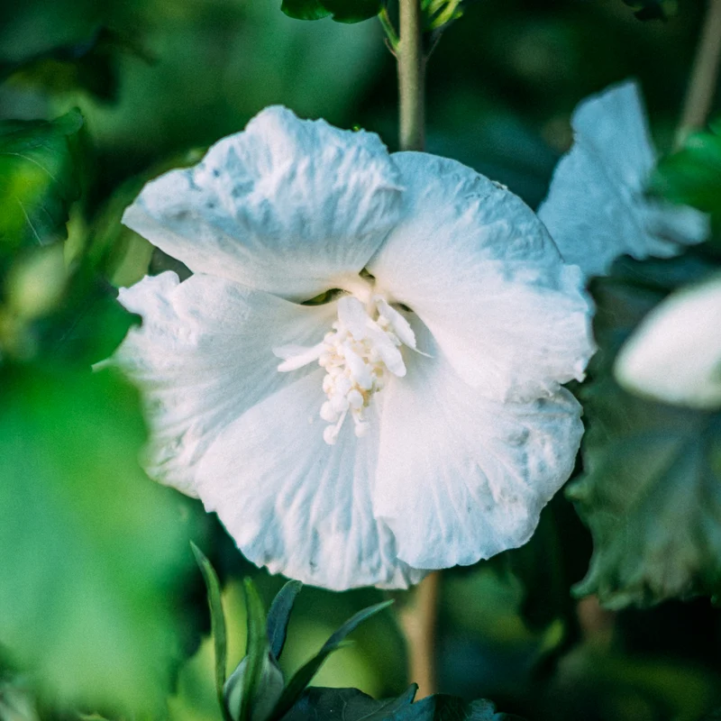 Hibiskus 'Diana' Weiß