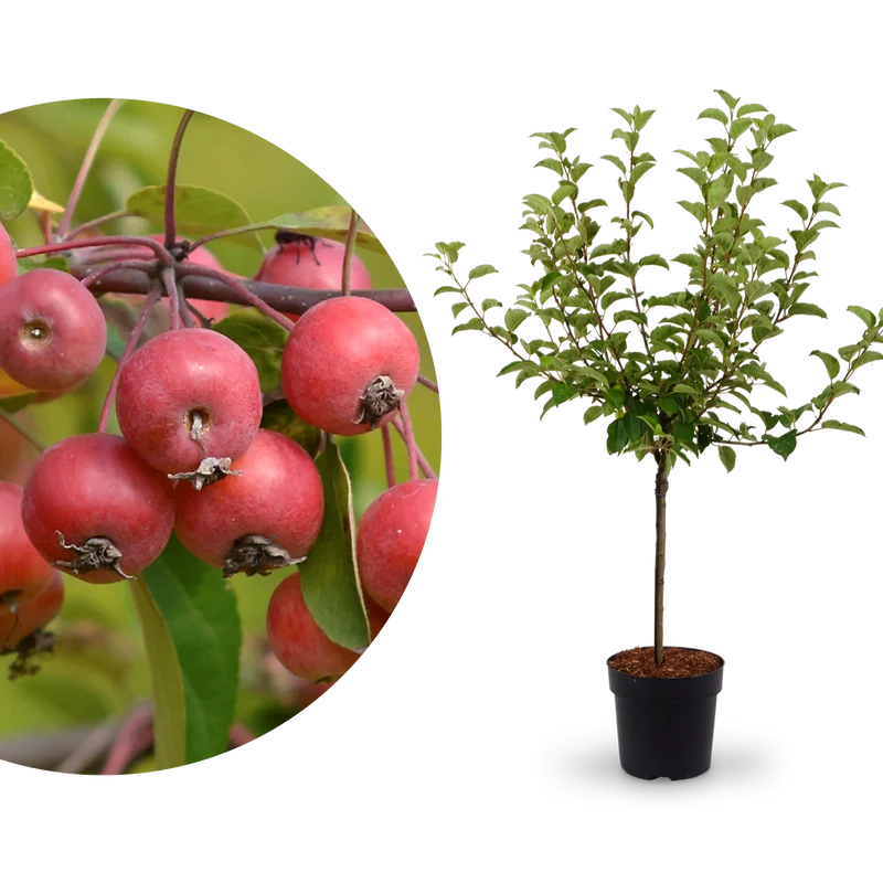 Zier-Apfelbaum 'Evereste'®