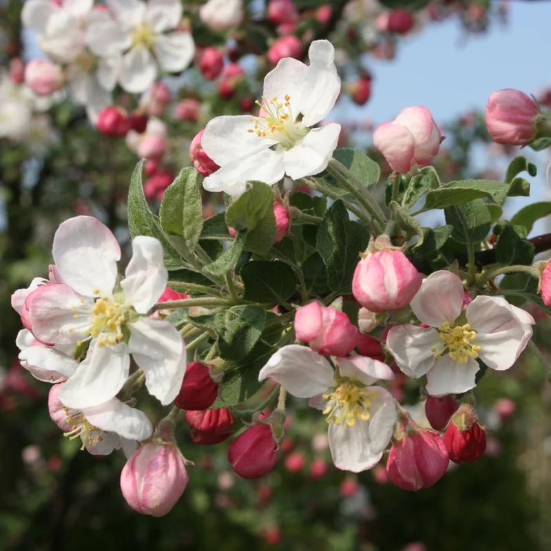 Zier-Apfelbaum 'Evereste'®